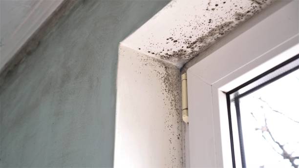 Best Mold Testing  in East Hazel Crest, IL