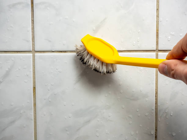 Best Professional Mold Removal  in East Hazel Crest, IL