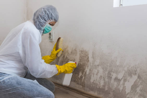 Attic Mold Removal in East Hazel Crest, IL
