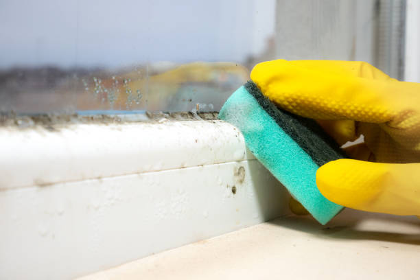 Best Emergency Mold Removal  in East Hazel Crest, IL