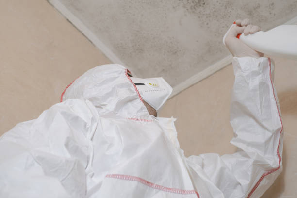 Best Same-Day Mold Removal  in East Hazel Crest, IL