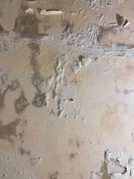 Certified Mold Removal in East Hazel Crest, IL