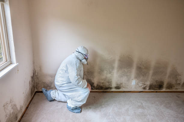Best Mold Damage Repair  in East Hazel Crest, IL