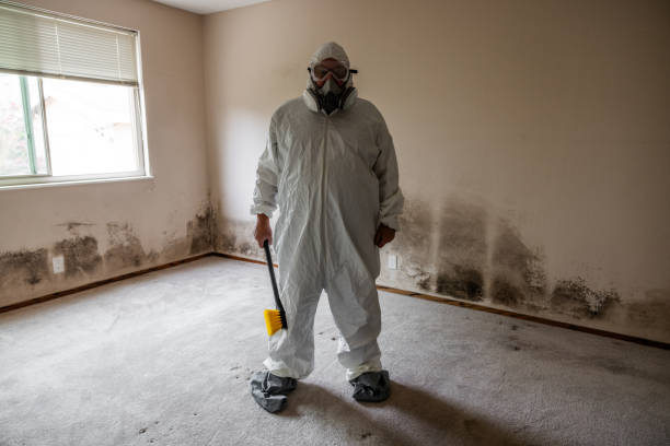 Best Attic Mold Removal  in East Hazel Crest, IL
