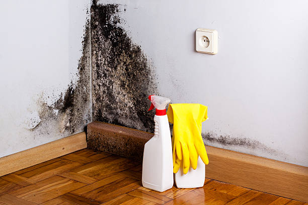 Best Best Mold Removal Companies  in East Hazel Crest, IL