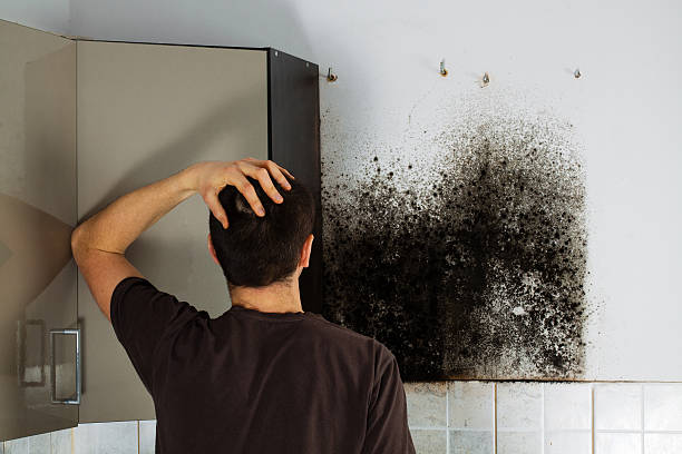 Best Black Mold Removal  in East Hazel Crest, IL