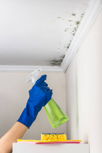 Best Mold Remediation  in East Hazel Crest, IL
