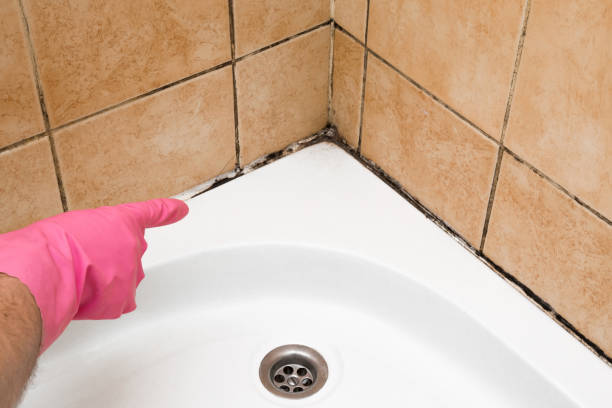 Best Residential Mold Removal  in East Hazel Crest, IL